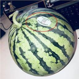 明显网红吃瓜,娱乐圈幕后真相曝光 第1张 明显网红吃瓜,娱乐圈幕后真相曝光 第1张