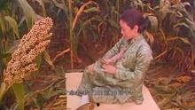 高粱地里大麦熟在线观看,大麦熟在线观看，感受丰收喜悦