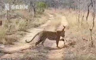 扒爷爆料小猎豹视频大全,小猎豹视频大全背后的精彩瞬间 第2张 扒爷爆料小猎豹视频大全,小猎豹视频大全背后的精彩瞬间 第2张